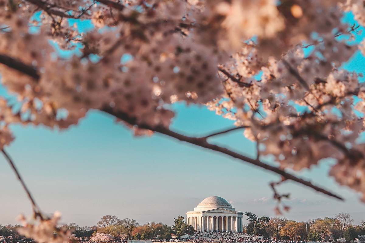 cherry blossom white concrete dome building blossom